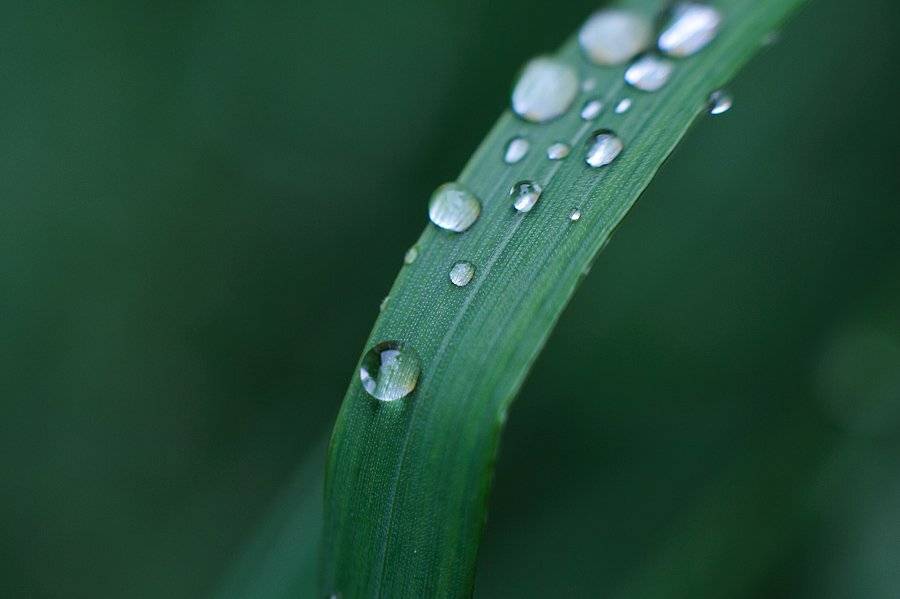 , Григорий Пиль