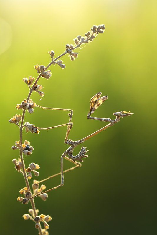 empusa фото превью