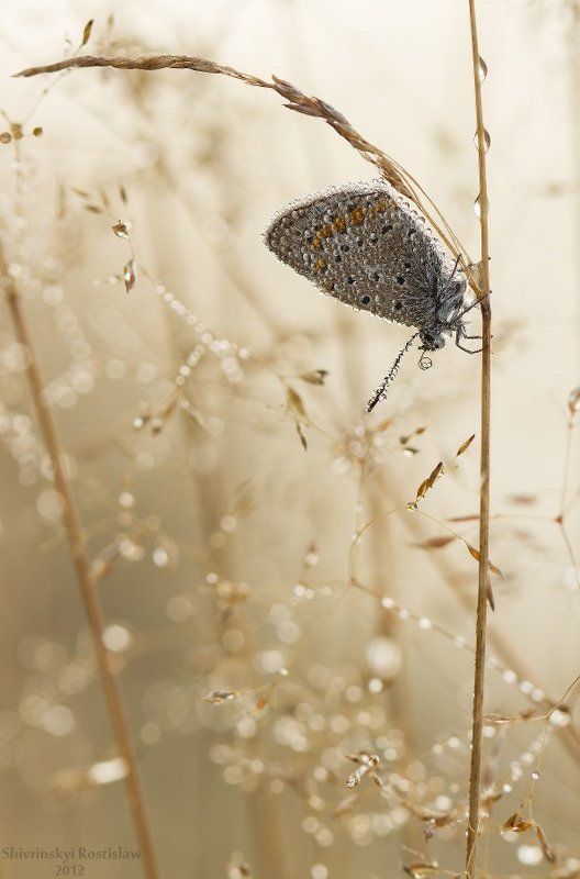 ростислав, макро, 100мм Туманность... фото превью