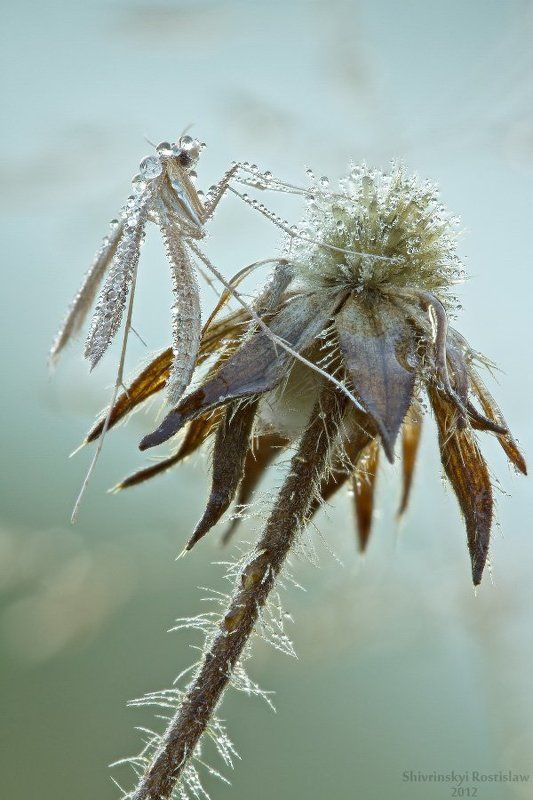 ростислав, макро, 100мм Осенняя прохлада фото превью