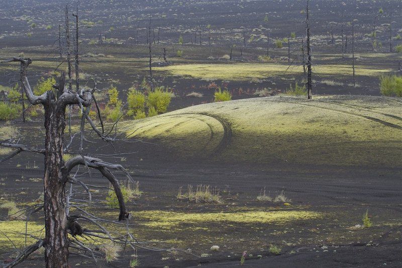 мертвый лес фото превью