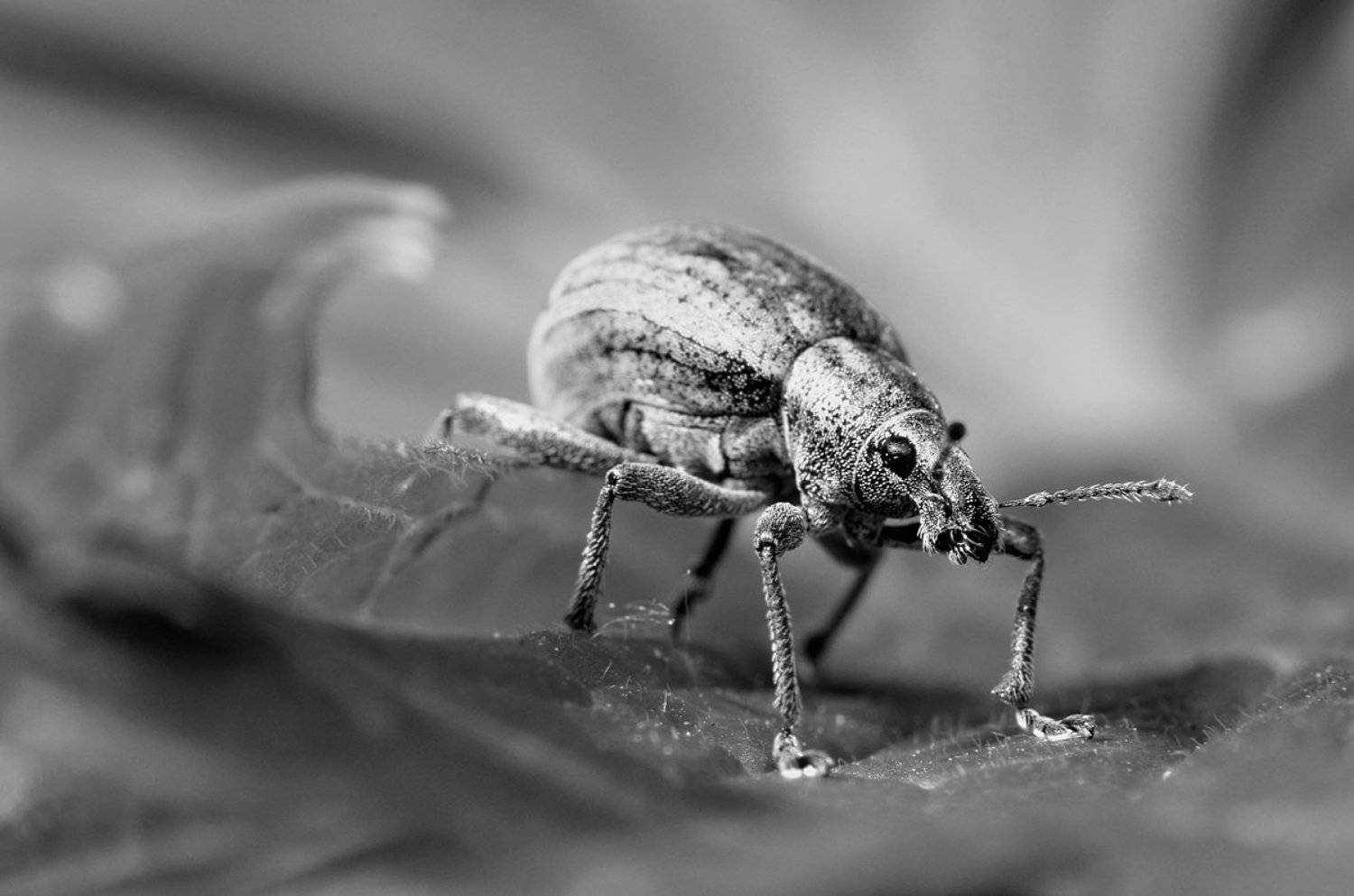 nikon, d7000, macro, close-up, nature, insect, insecta, coleoptera, curculionidae, weevil, слоник, долгоносик, макро, природа, насекомое, Эдуард Ким