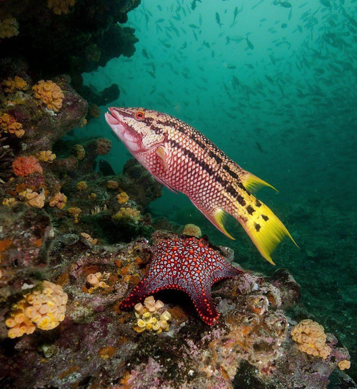underwater, Виктор Чистов