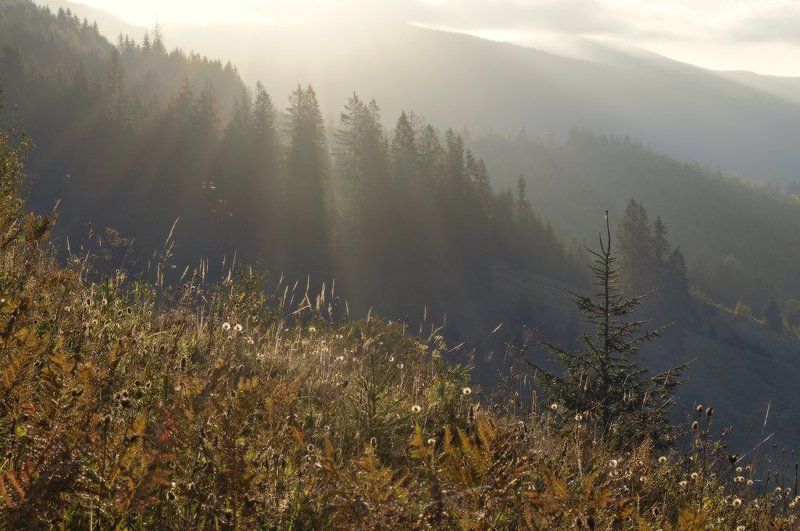 Дыхание карпатского утра фото превью
