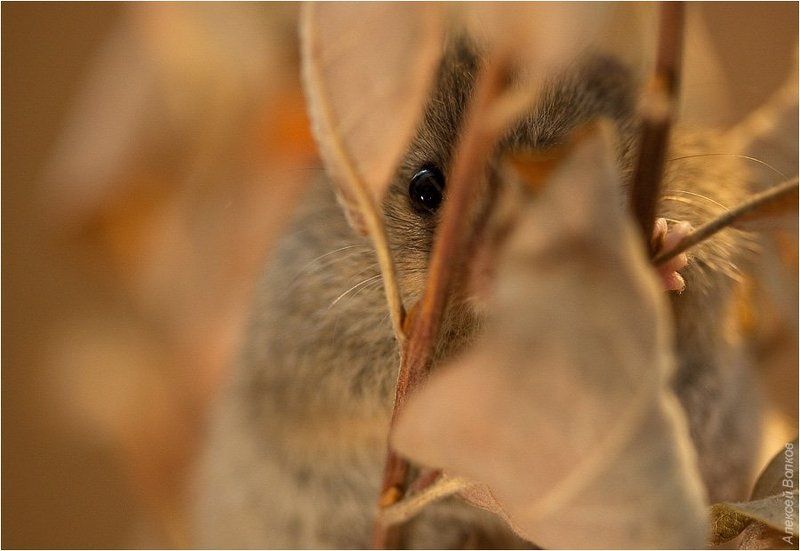 лесная, мышовка Тайный наблюдатель фото превью