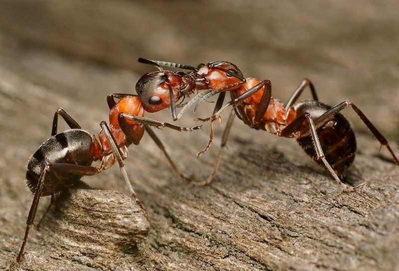 THE KISS.... фото превью