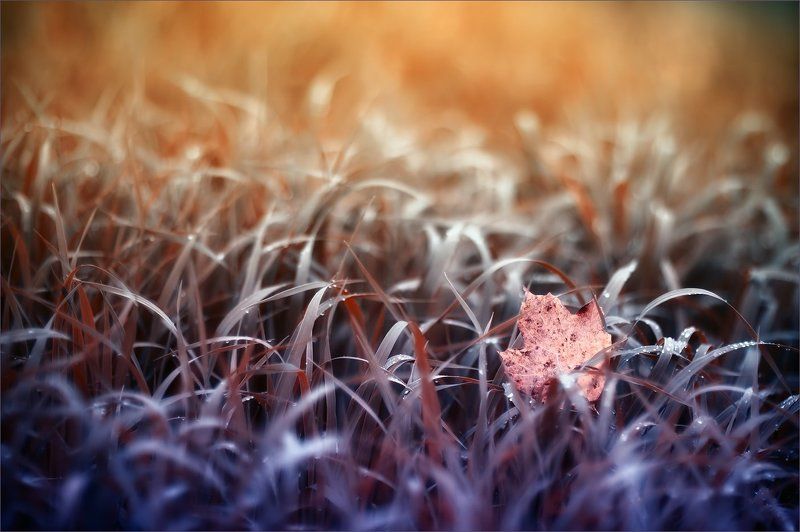 Сон про осень фото превью