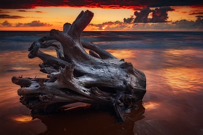 Коряга фото превью