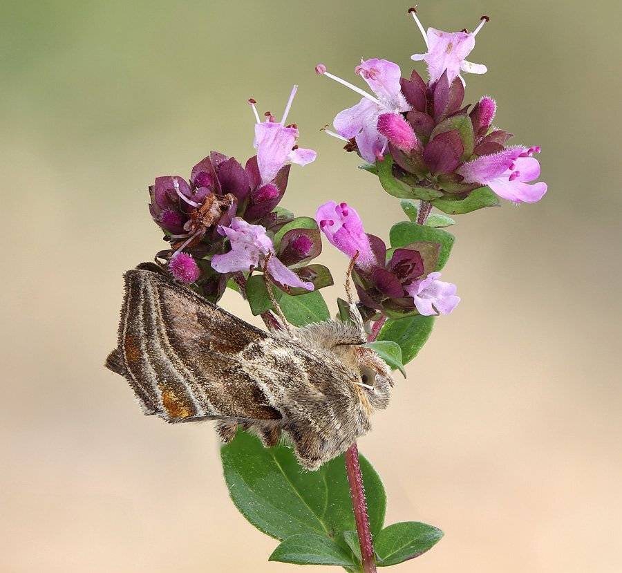 , Сергей Таланов