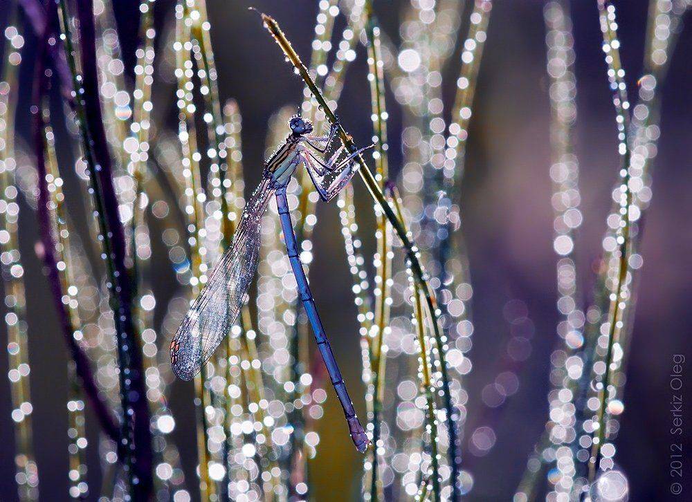 coenagrion hastulatum, damselfly, dragonfly, odonata, nature, art, macro, serkiz oleg, ukraine, chernivtsi, олег серкиз,стрекоза,стрелка,макро, Oleg Serkiz