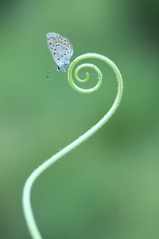 spiral фото превью