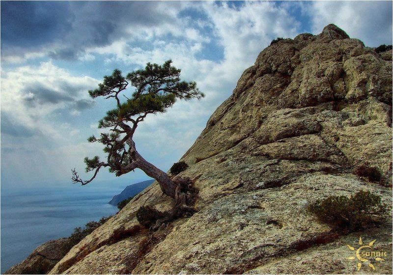 Одинокая сосна фото превью