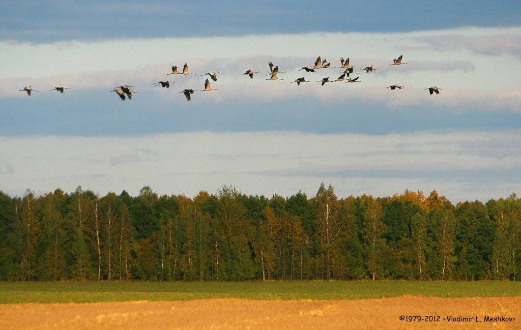 , &copy; =Vladimir Meshkov=