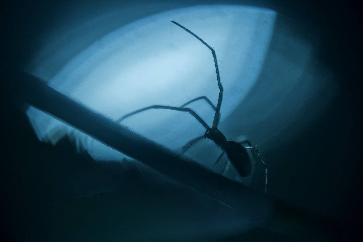 , Олег Жуков