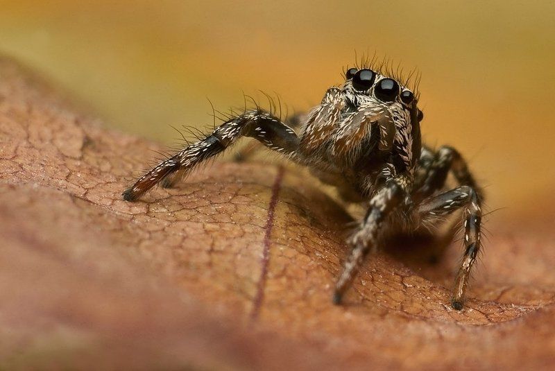 jesienny skakun... фото превью