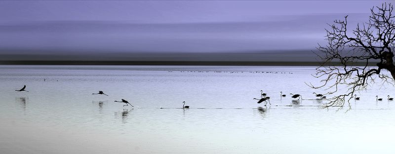 фламинго, сардиния, отрываясь отрываясь.... фото превью