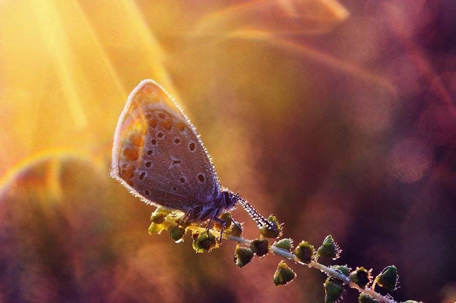 , Светлана Щемелева