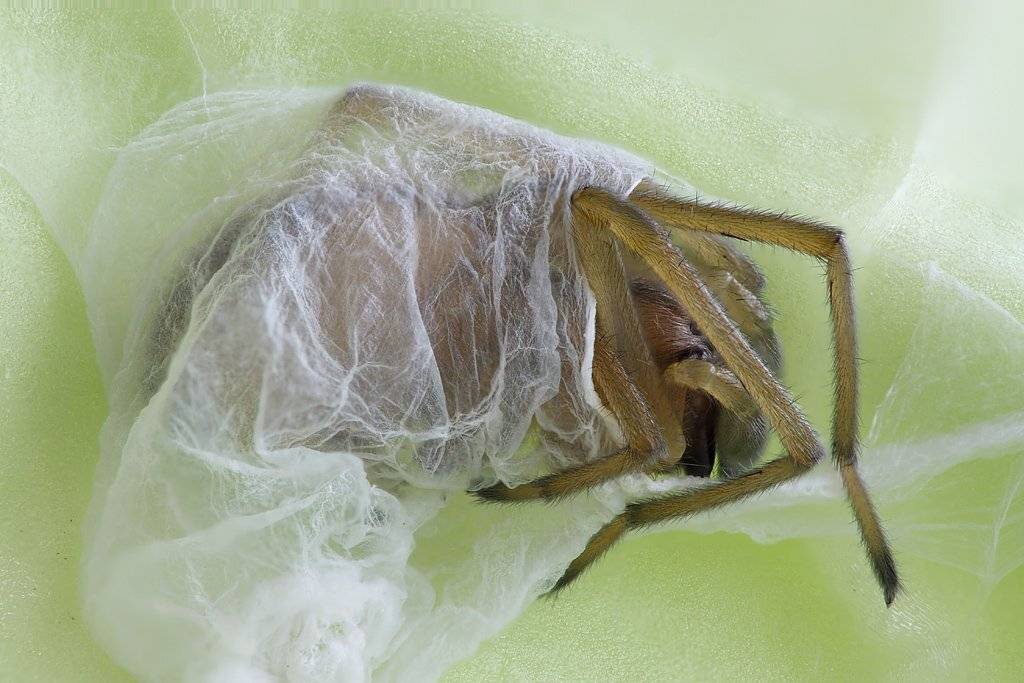 , Сергей Таланов