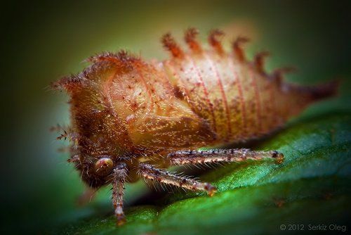 Strange insect from Ukraine