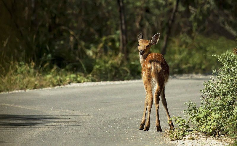 Дорожные встречи. фото превью