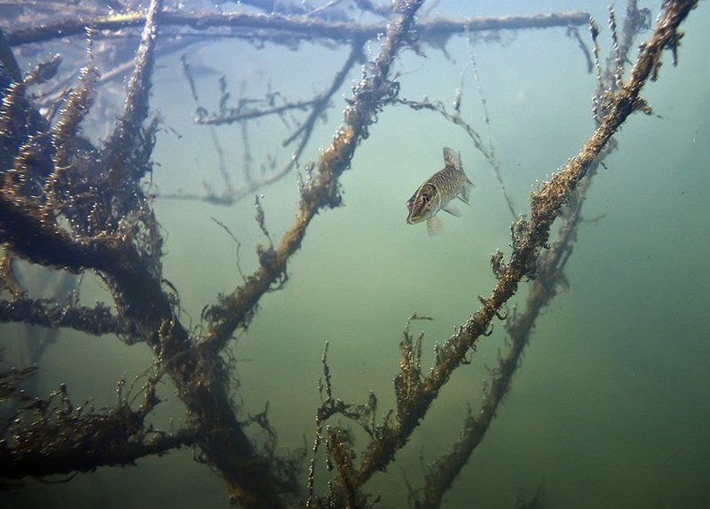 кто кого переглядит фото превью