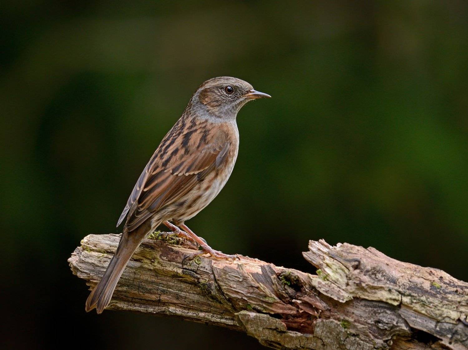 лесная, завирушка. пасмурно, Александр Малецкий