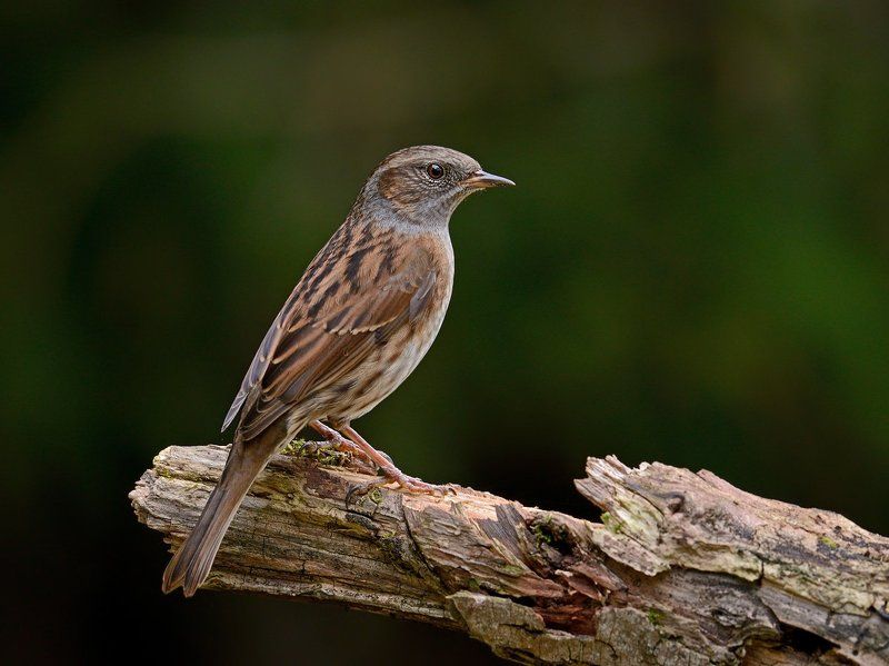лесная, завирушка. пасмурно Лесная завирушка фото превью
