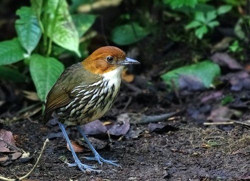 Стреляный воробей