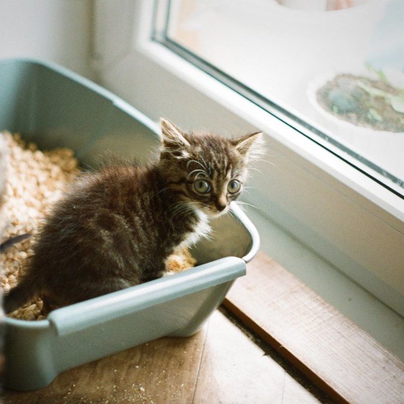 котенок Shame фото превью