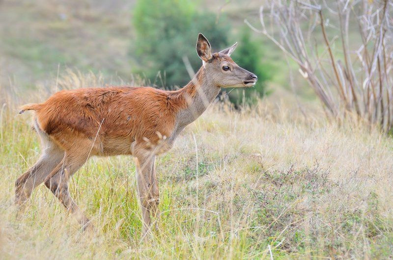 Red deer (Cervus elaphus)-young фото превью