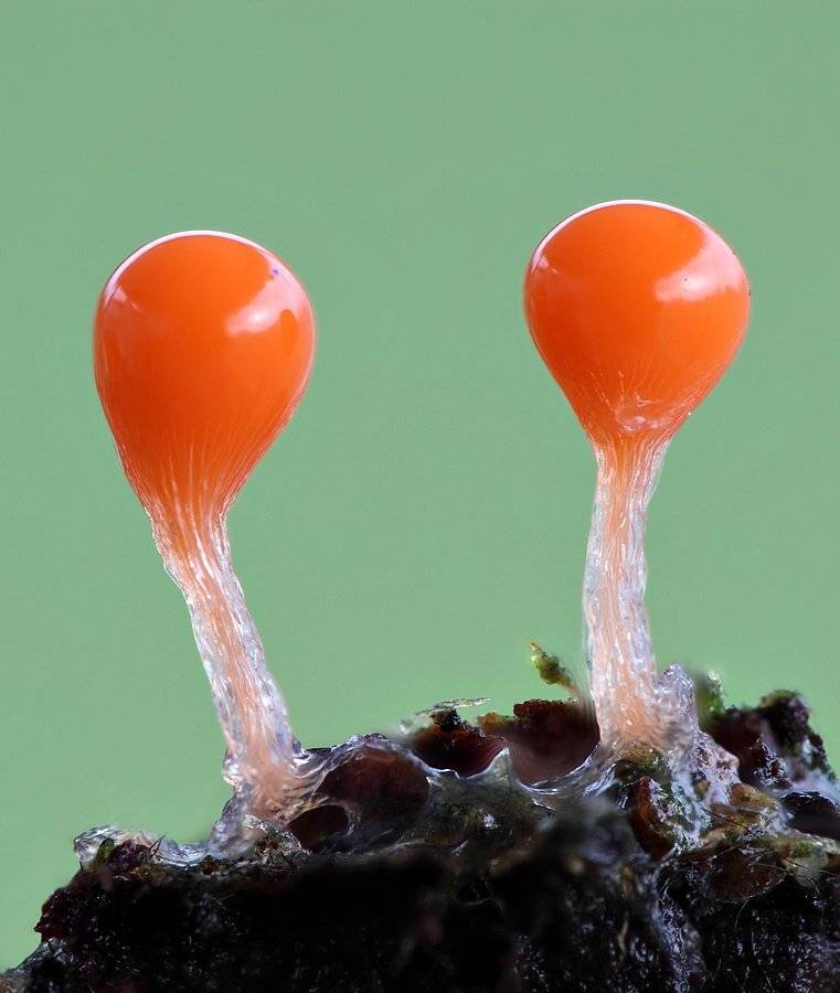 , Сергей Таланов