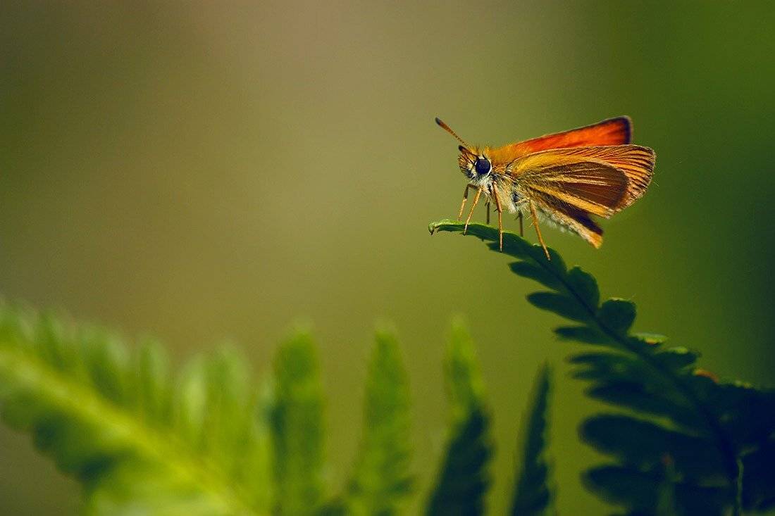 толстоголовка, светлана голицына
