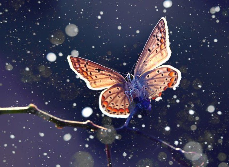 snow фото превью