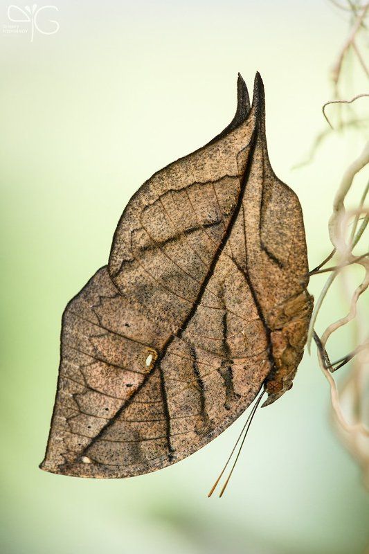 kallima, paralekta, бабочка, листик, макро Бабочка-листик фото превью