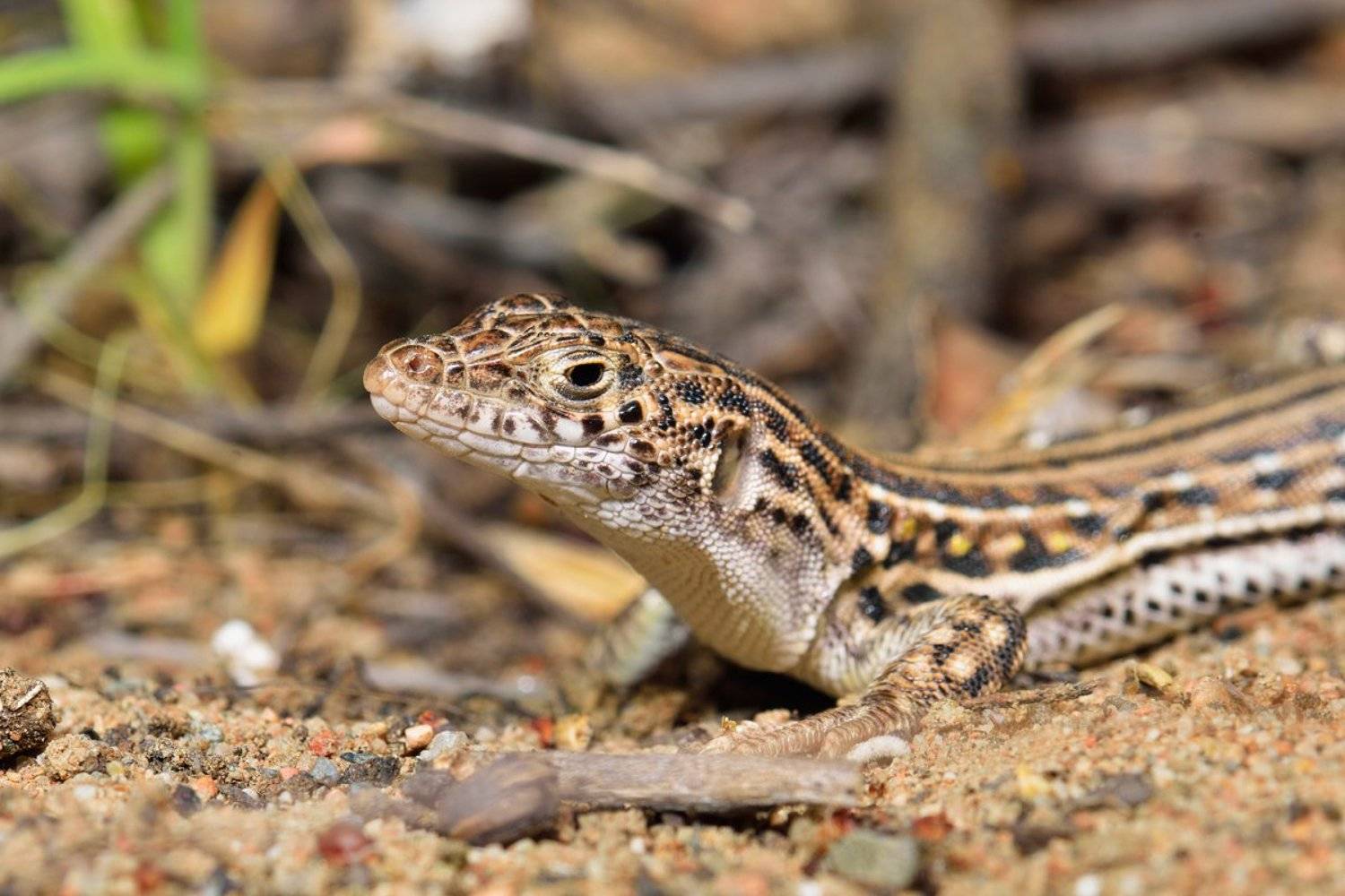 nikon, d7000, lizard, macro, nature, animal, kazakhstan, eremias, ящерица, ящурка, фотоохота, Эдуард Ким