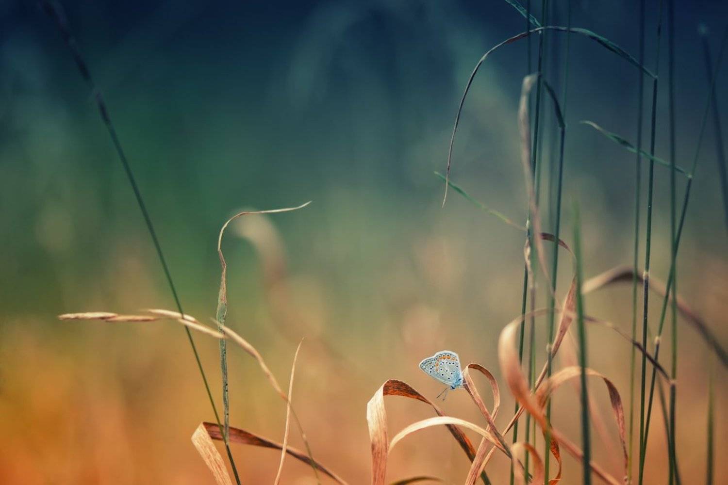 , Красимир Матаров