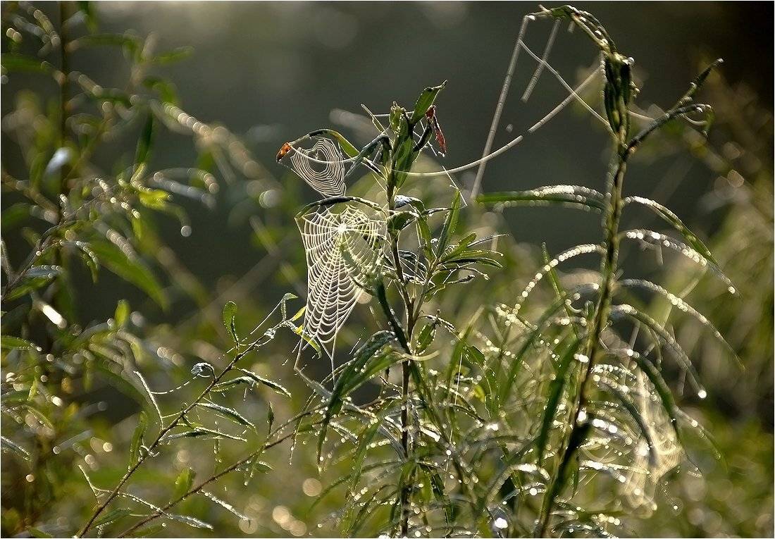 , Николай Шахманцир