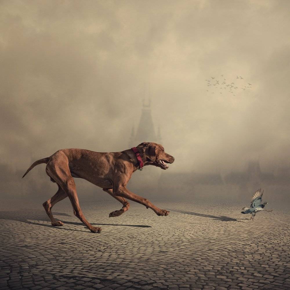 , Caras Ionut