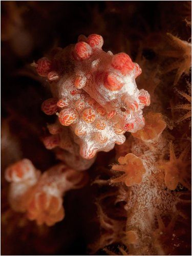 Ой вы кони, мои кони...