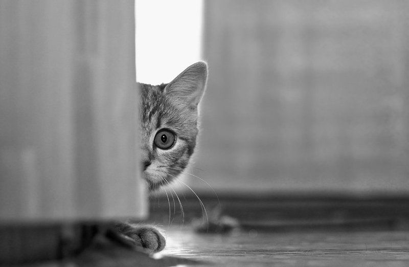 Пушистое чудо. фото превью