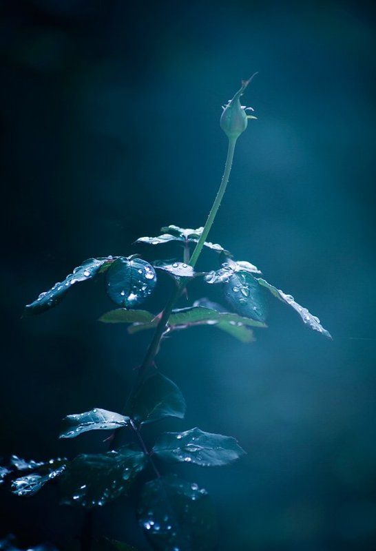 My magic garden фото превью