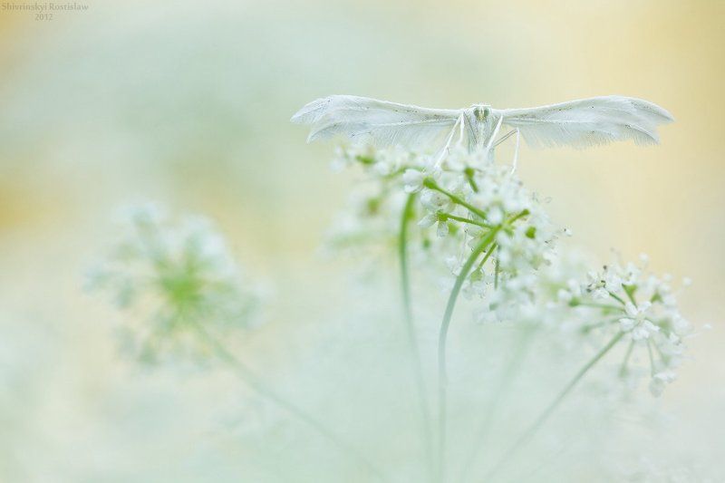 ростислав, макро, 100мм Jeune mariee фото превью