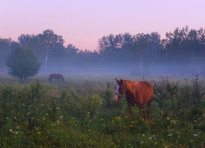 В лёгком рассветном тумане фото превью