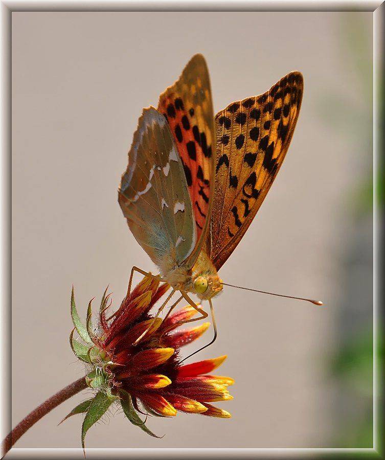 , Игорь Олейник