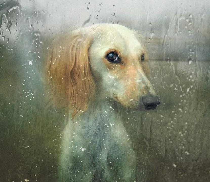 , Светлана Мелик-Нубарова