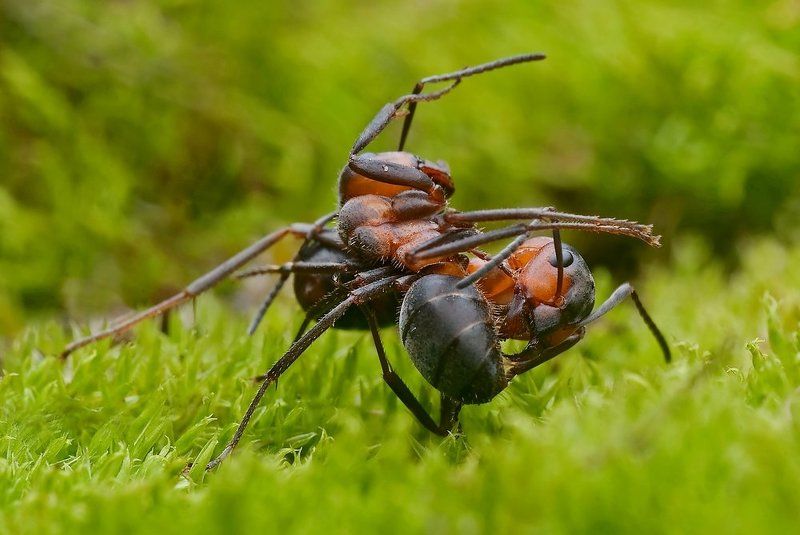 ATAK ! фото превью