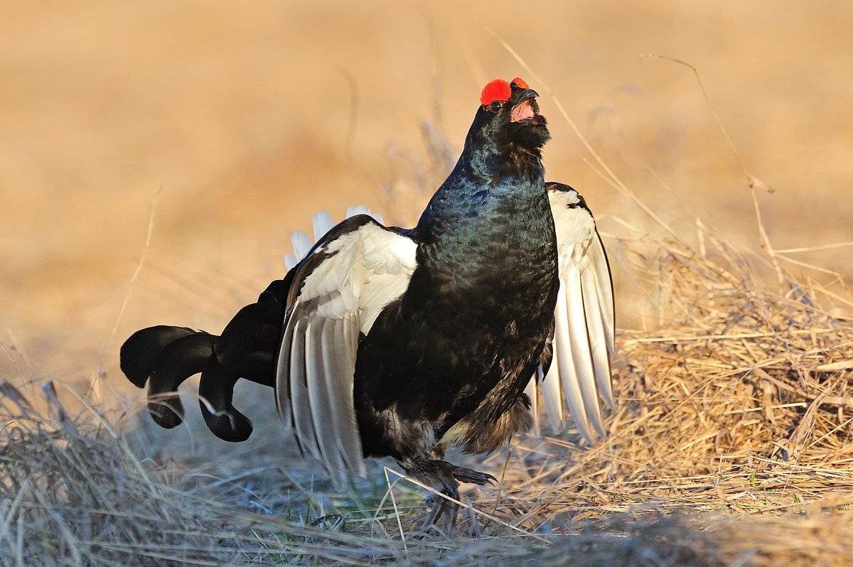 , Алексей Тищенко