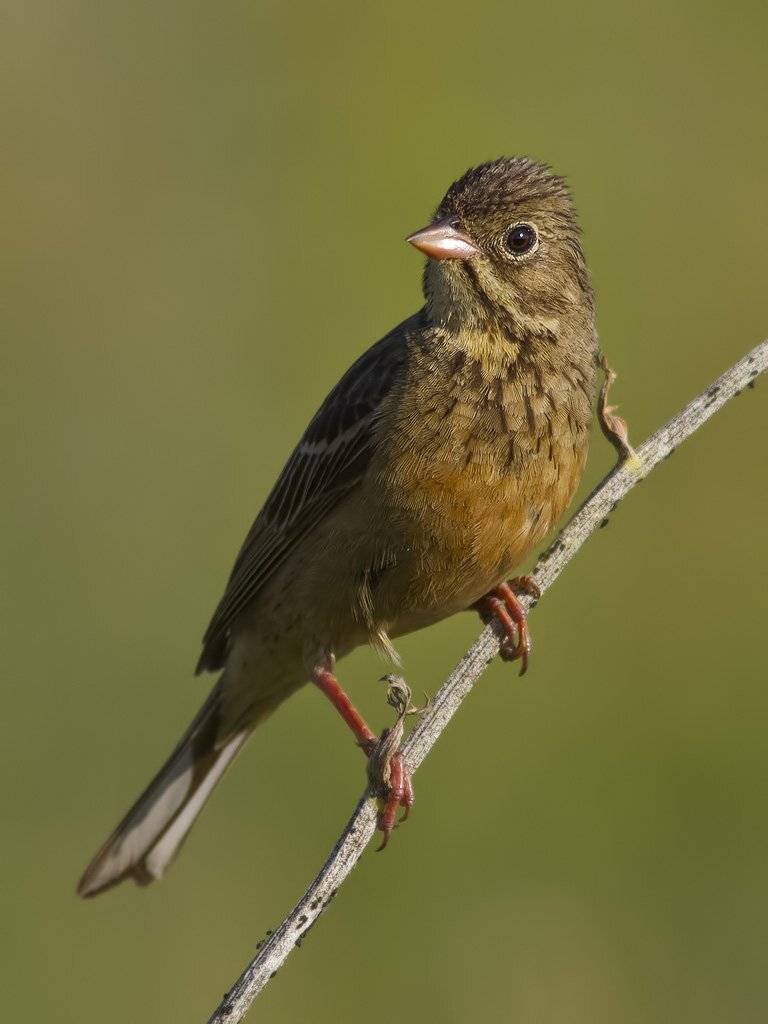 овсянка, Ляпустин Юра