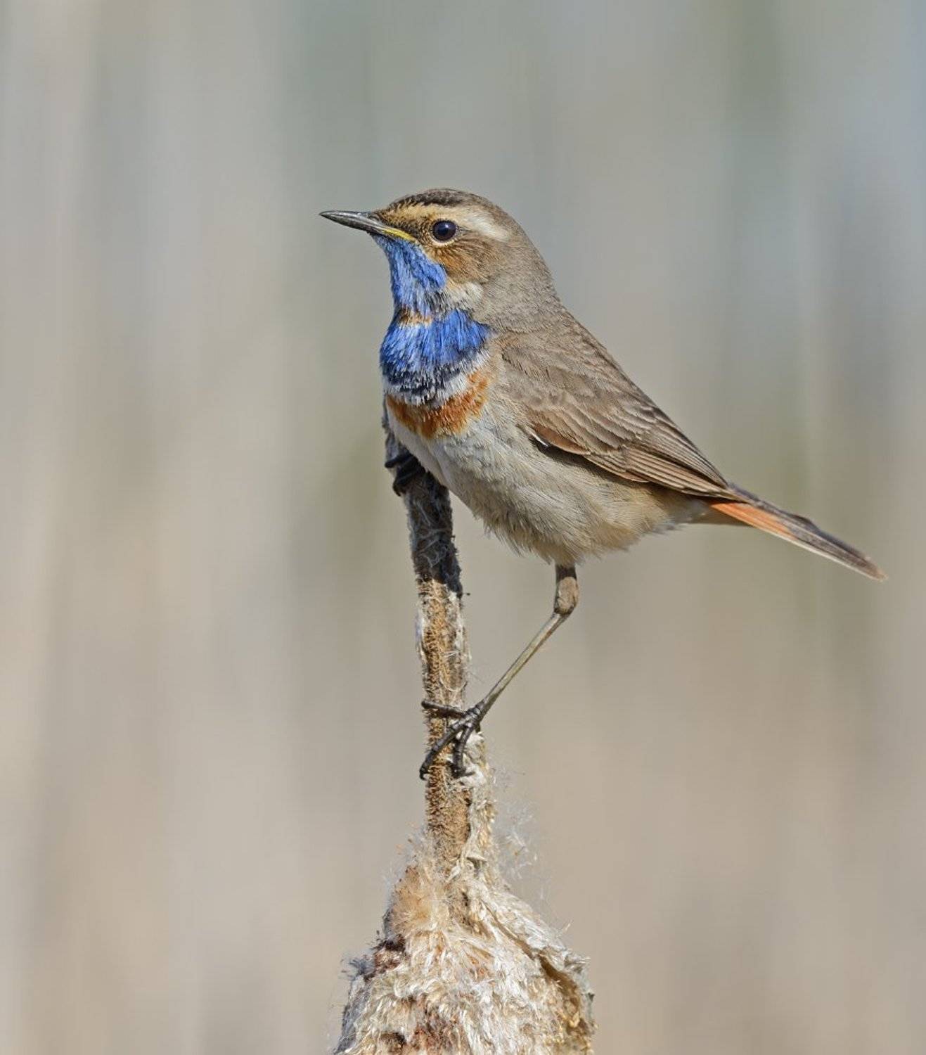 варакушка, Александр Малецкий
