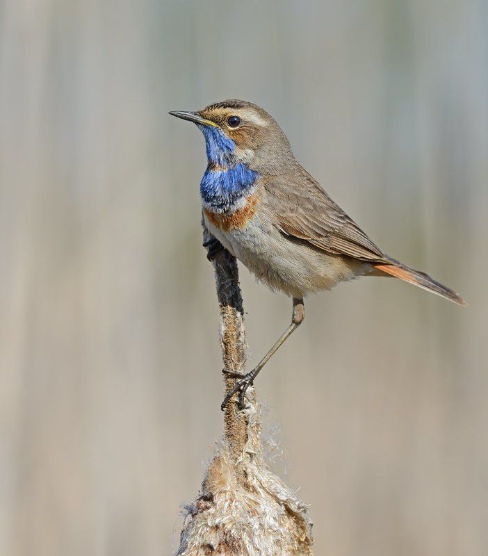 варакушка На рогозе фото превью